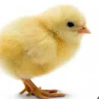 یک روزه راس