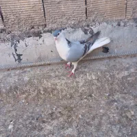 نر سینه دم پاک گچی گچی ، ماده سبز دوخط ساعت سنگین
