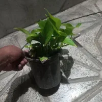 گل پتوس