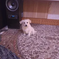 توله اشپیتز