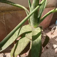گل وگیاه