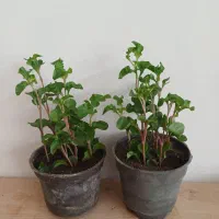حراج گل طبیعی