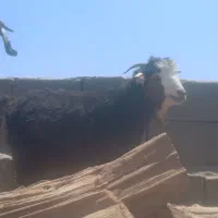 بز استاق چاق