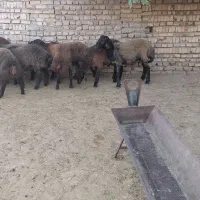 بره قوچ هترو ژندار