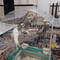 پرنده|پرنده|نهاوند, |دیوار