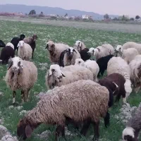 میش وشیشک بره دار