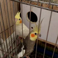 دو عدد عروس هلندی مولد