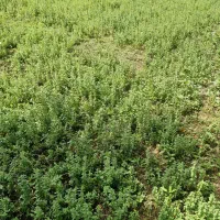 خالیواش تازه