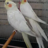 عروس هلندی