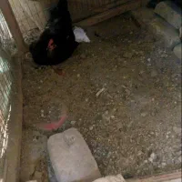 مرغ وخروس وجوجه