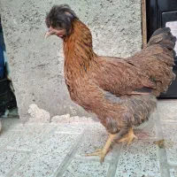 مرغ|حیوانات مزرعه|همدان, |دیوار