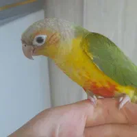 گیرینچیک رام دستی