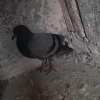 کبوتر|پرنده|ارشق, |دیوار