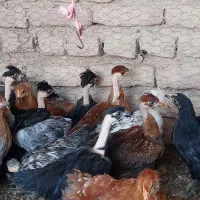 جوجه مرغ محلی سالم