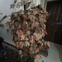 درخت مصنوعی دکوراتیو برگ افرا پاییزی