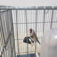 سهره جوجه قفس مست میخونه