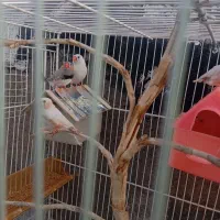 سه جفت فنچ و یک نر