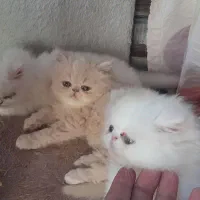 توله پرشین سوپر فلت