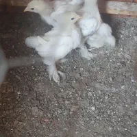 جوجه برهما ۴عدد ۲ماهه اصل روما نی