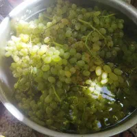 آبغوره عسگر ودیم