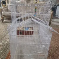 قفس بامرغ عشق نر یک عدد