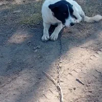 این سگ گمشده