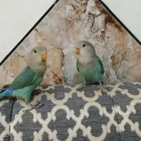 جوجه طوطی برزیلی وای فیس سبز