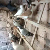 سلام دوستان یک عدد صده سورخ گوم کردم