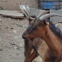 بز الپاین شیری
