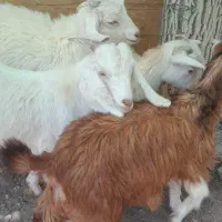حیوانات مزرعه