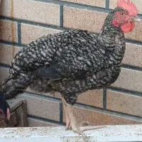 دوتا خروس ۴ ماهه
