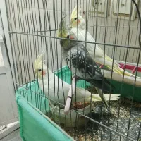 عروس هلندی
