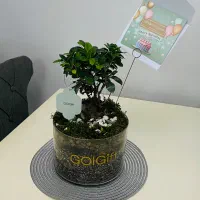 گلدان بونسای