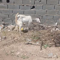 بز بزغاله