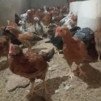 نیمچه مرغ و خروس گلپایگان