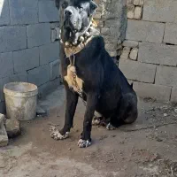 سراب درجه یک درشت. دوسال