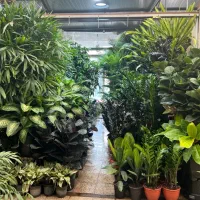 غرفه بازار گل محلاتی