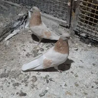 کبوتر