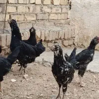 مرغ و خروس و نیمچه گلین