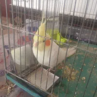 عروس هلندی سخنگو