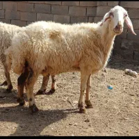 یک عددمیش بفروش میرسد