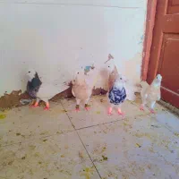 کفتر طوق سرور اجری شکلاتی
