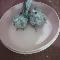 جوجه ایزابلا