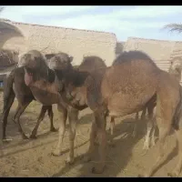 شتر 4 ساله