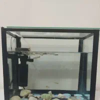اکواریم و ماهی