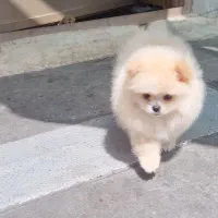 واگذاری پامر خرسی اصیل