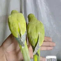 جوجه راهب تازه دونخور جوجه برزیلی سرلاکی