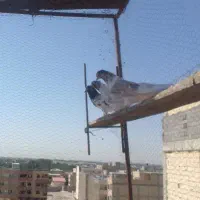کفتر غریبگیری