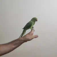 طوطی ماده اهلی