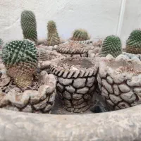وسایل کلکسیونی شامل ساعت، نعلبکی، آثارهنری و زندگی